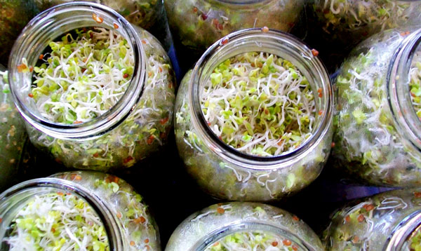 Sprouting Jars